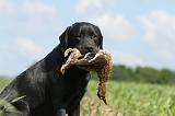LABRADOR 438